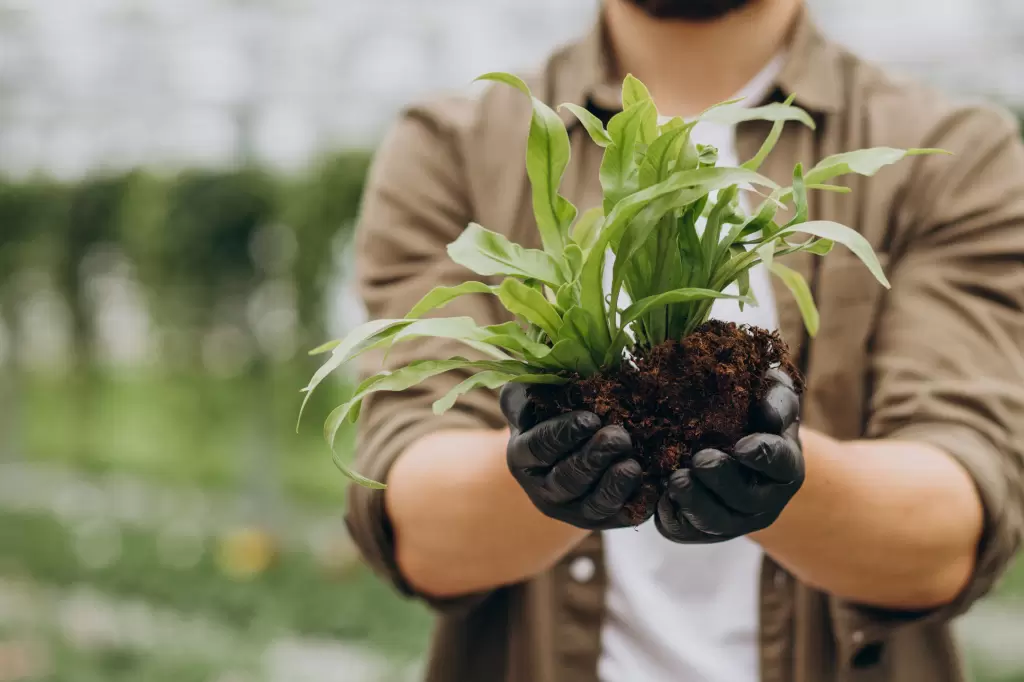 Zalety uprawy hydroponicznej: dlaczego warto wybrać rośliny hydroponiczne