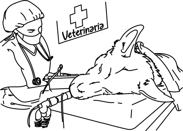 Weterynaria w Toruniu