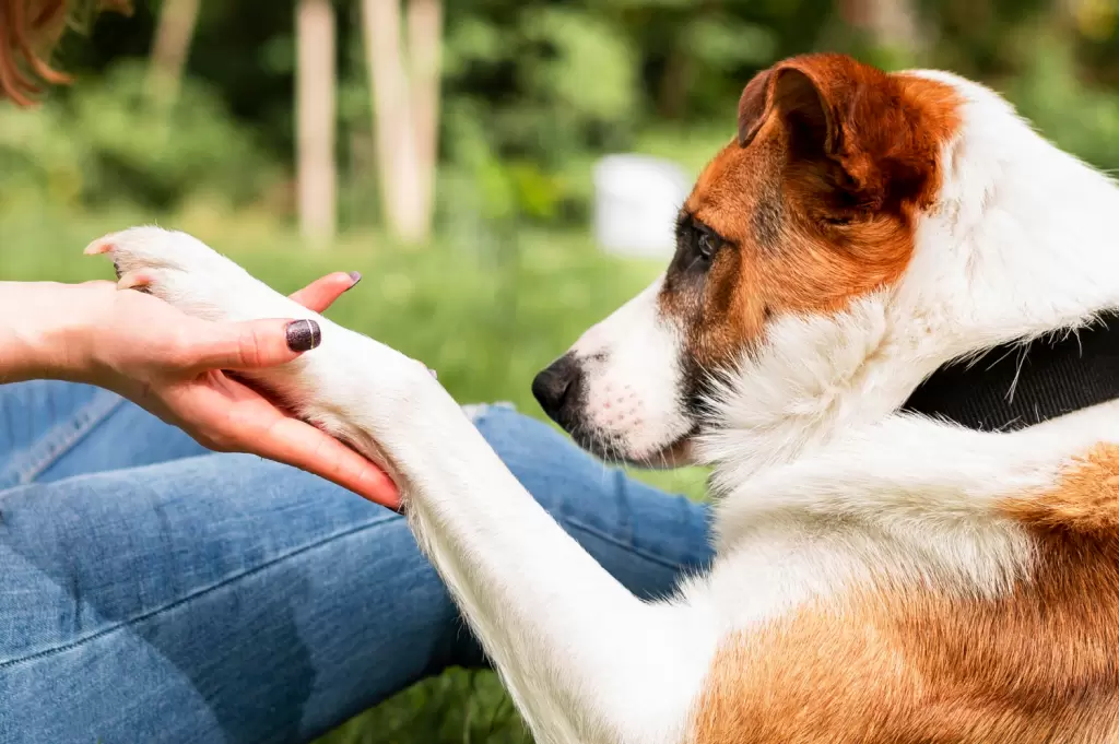 Kierunek Dogoterapia we Wrocławiu