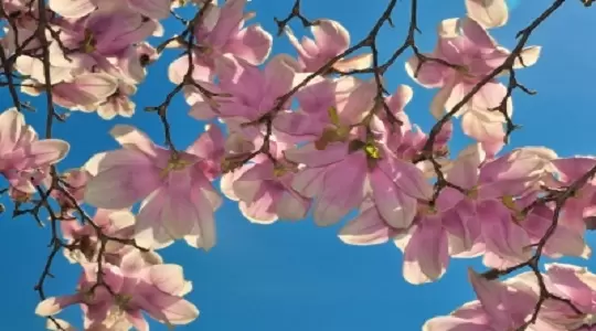 IV Rok Dekady - Wielka Majówka Uniwersytetu im. Adama Mickiewicza w Poznaniu