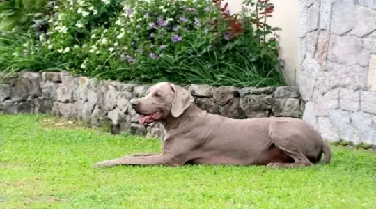Postawa wobec zwierząt zmniejsza depresję i poczucie osamotnienia  