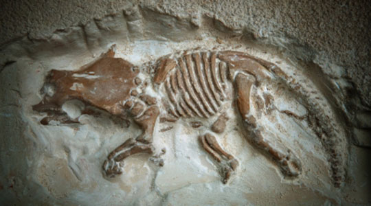 Ochrona i zarządzenie dziedzictwem archeologicznym oraz muzeologia archeologiczna